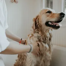 How to Bathe a Dog at Home Without Flooding Your Bathroom (A 4-Dog Dad's System)
