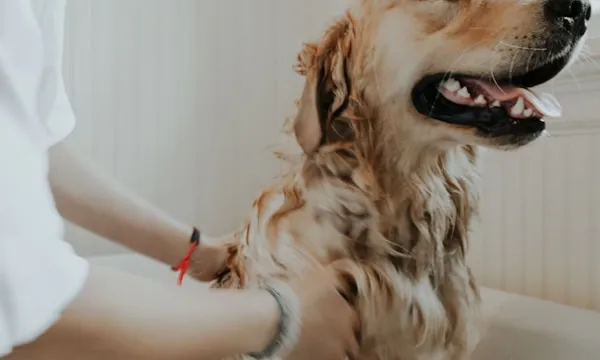 How to Bathe a Dog at Home Without Flooding Your Bathroom (A 4-Dog Dad's System)