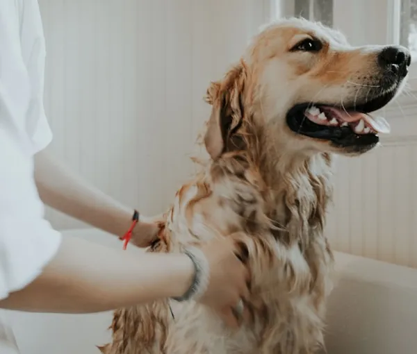 Best Pet Stain and Odor Removers (Tested on Puppy Accidents, Mud, Drool, and One Dead Fish)