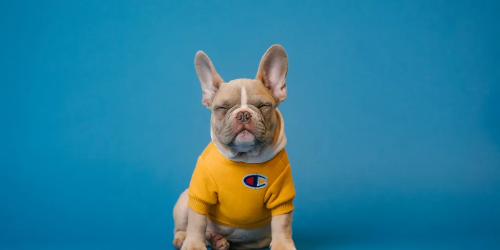 Best Dog Car Seat Covers (Tested with 4 Dogs, Mud, and a Dead Fish Incident)