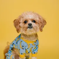 Wire Dog Crate vs Plastic Travel Crate: Which One Do You Actually Need?