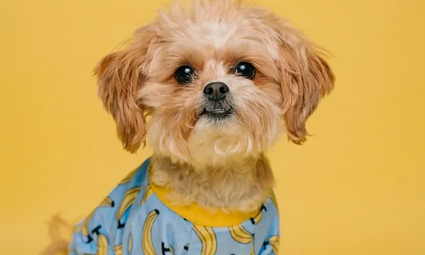 Best Dog Crates in 2026: Heavy-Duty, Travel, Furniture-Style (4 Dogs, 4 Different Crates)