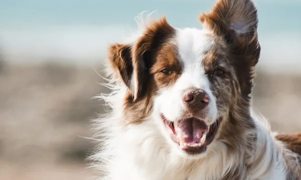 Best Dog GPS Trackers in 2026 (Tested After Milo Escaped for the 5th Time)