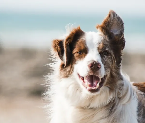 Best Dog GPS Trackers in 2026 (Tested After Milo Escaped for the 5th Time)