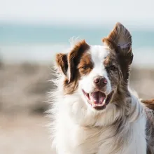 Best Dog GPS Trackers in 2026 (Tested After Milo Escaped for the 5th Time)