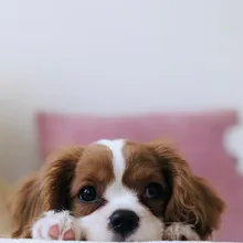 Dog Paw Care 101: The Products I Use Year-Round on 4 Dogs