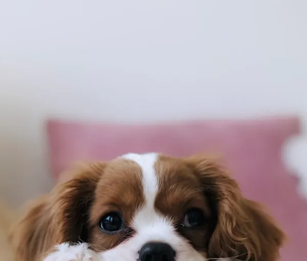 Dog Paw Care 101: The Products I Use Year-Round on 4 Dogs
