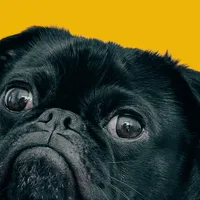 Slow Feeder Bowl vs Puzzle Feeder: Which One Does Your Dog Actually Need?
