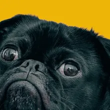 Slow Feeder Bowl vs Puzzle Feeder: Which One Does Your Dog Actually Need?