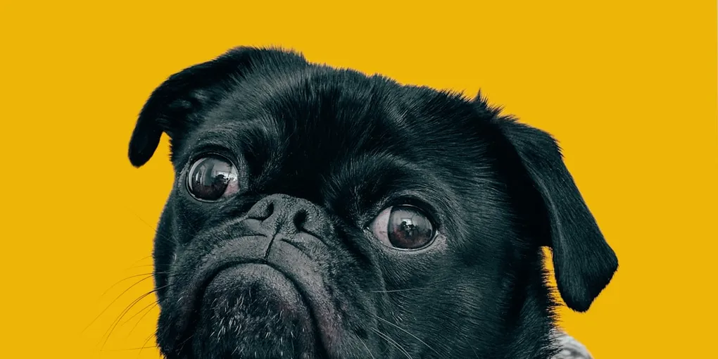 Best Dog Crates in 2026: Heavy-Duty, Travel, Furniture-Style (4 Dogs, 4 Different Crates)