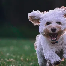 Best Winter Boots for Dogs That Actually Stay On (Tested on Paws of 4 Sizes)