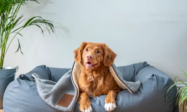 5 Best Deshedding Brushes for Dogs (Tested on 4 Different Coats)