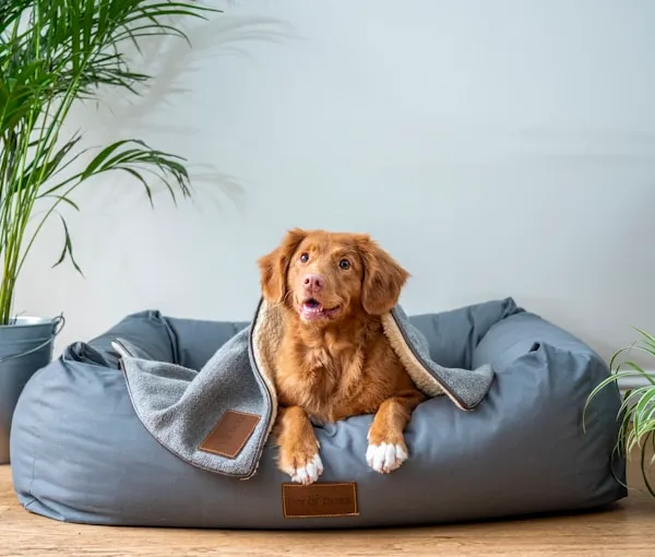 FURminator vs Undercoat Rake: Which One Actually Stops the Shedding?
