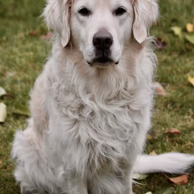 Luna the Golden Retriever