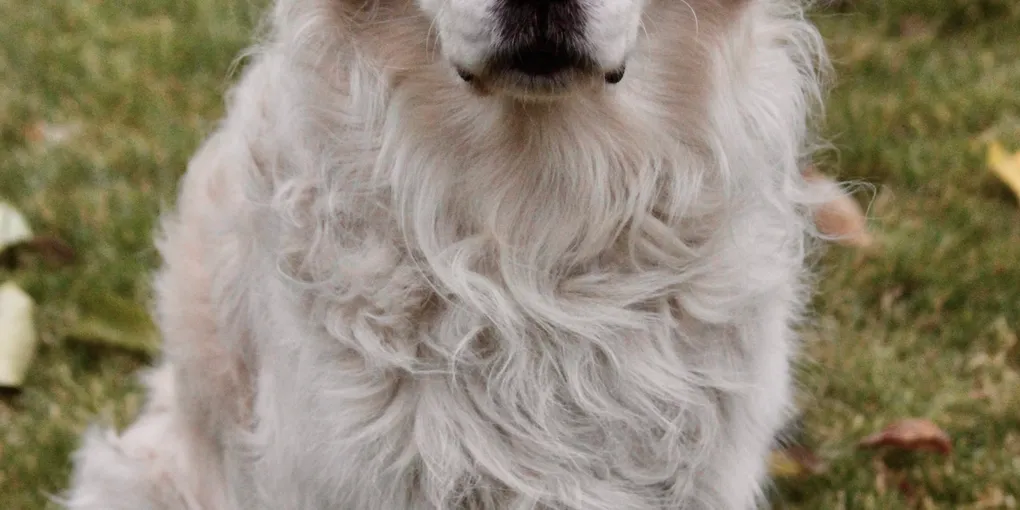 How Often Should You Actually Bathe a Golden Retriever? (By Season, By Vet, By Luna)