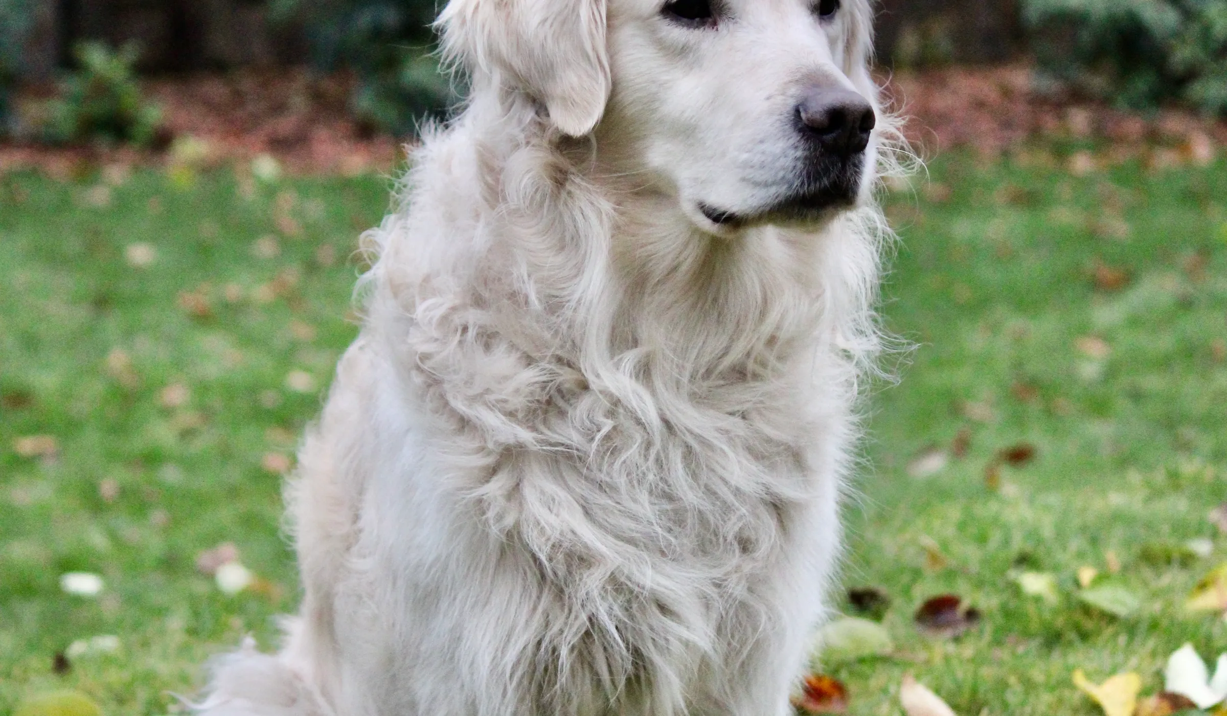 A dog being a dog