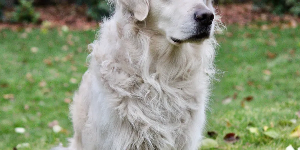 Dog Separation Anxiety: What Actually Helped (After Tank Destroyed Our Door Frame)