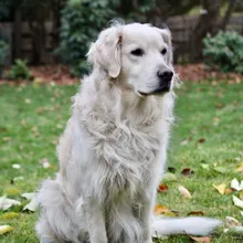 Dog Separation Anxiety: What Actually Helped (After Tank Destroyed Our Door Frame)