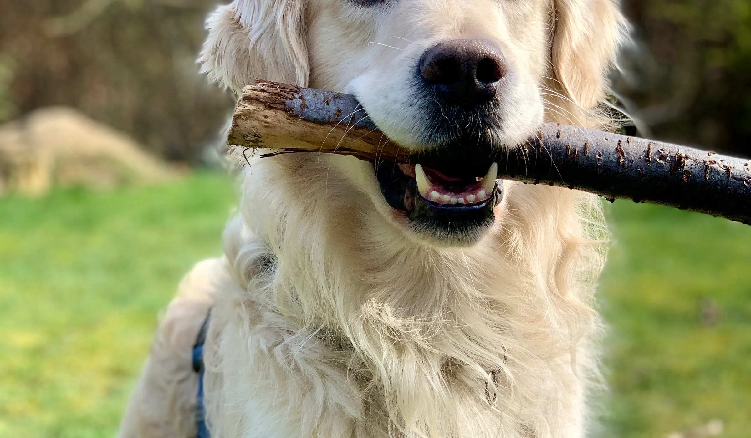Luna mid-stick