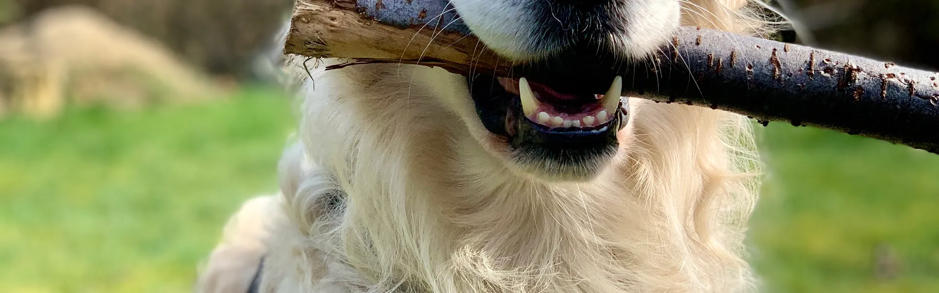 Luna the Golden Retriever holding a stick