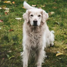 How to Get Skunk Smell Off a Dog Fast (The 3-Minute Formula That Actually Works)