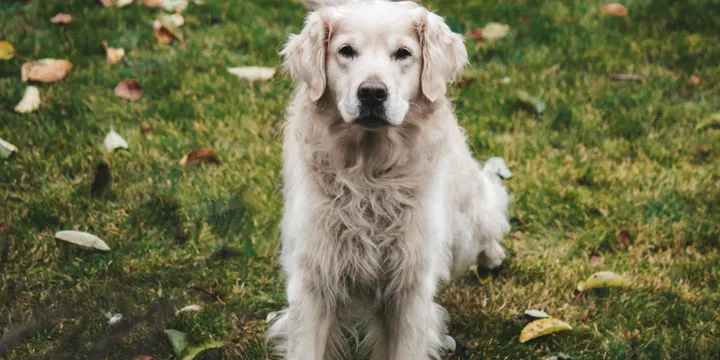 How to Get Skunk Smell Off a Dog Fast (The 3-Minute Formula That Actually Works)