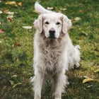Luna after a mud day