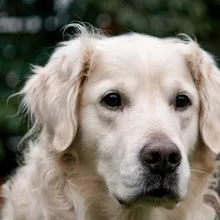 Are Slow Feeder Bowls Actually Worth It? I Tested 4 on 4 Dogs (Here's the Honest Verdict)
