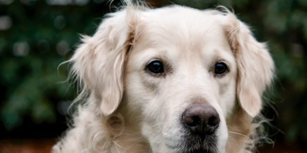 Are Slow Feeder Bowls Actually Worth It? I Tested 4 on 4 Dogs (Here's the Honest Verdict)