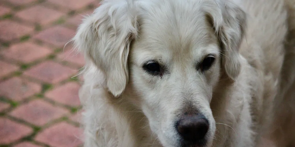 Why Does My Dog Scoot Their Butt on the Floor? (The 5 Real Causes)