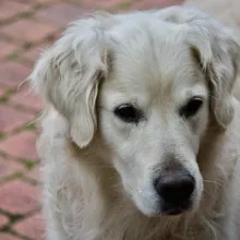 Why Does My Dog Scoot Their Butt on the Floor? (The 5 Real Causes)