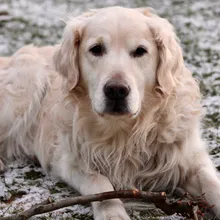 Best Pet Stain and Odor Removers (Tested on Puppy Accidents, Mud, Drool, and One Dead Fish)