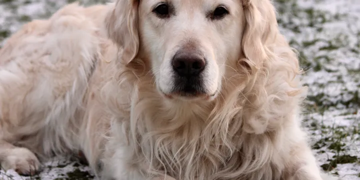 Best Dog Beds in 2026: Orthopedic, Chew-Proof, Cooling (Rex Destroyed 6 Before We Found the Right One)