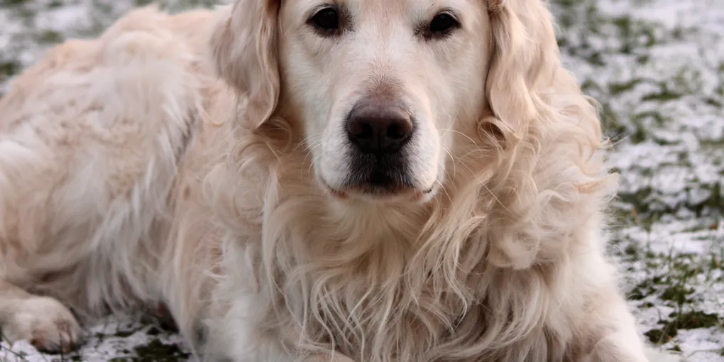 Best Dog Beds in 2026: Orthopedic, Chew-Proof, Cooling (Rex Destroyed 6 Before We Found the Right One)