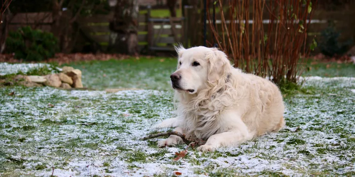 Why Does My Dog Still Smell Bad After a Bath? (7 Real Causes, Ranked)