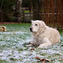 Why Does My Dog Still Smell Bad After a Bath? (7 Real Causes, Ranked)