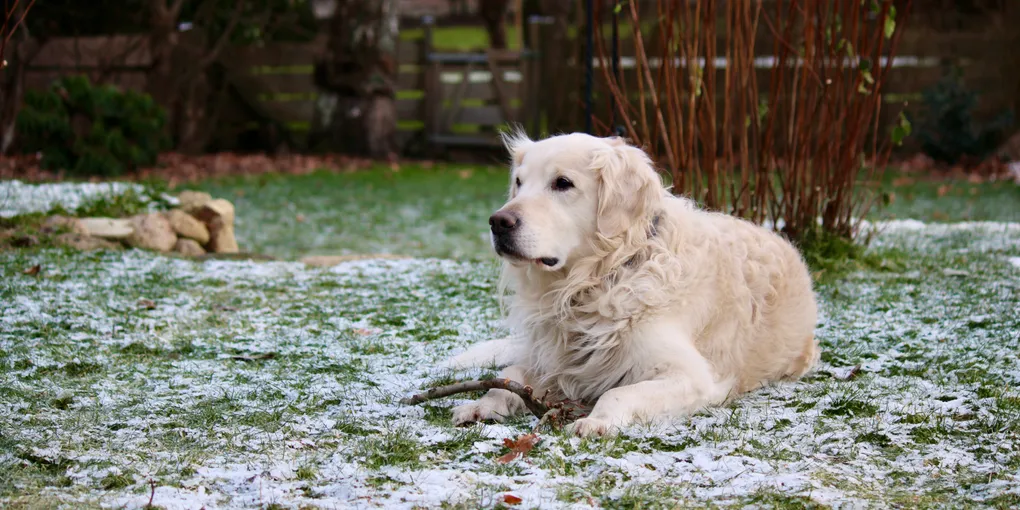 Why Does My Dog Still Smell Bad After a Bath? (7 Real Causes, Ranked)