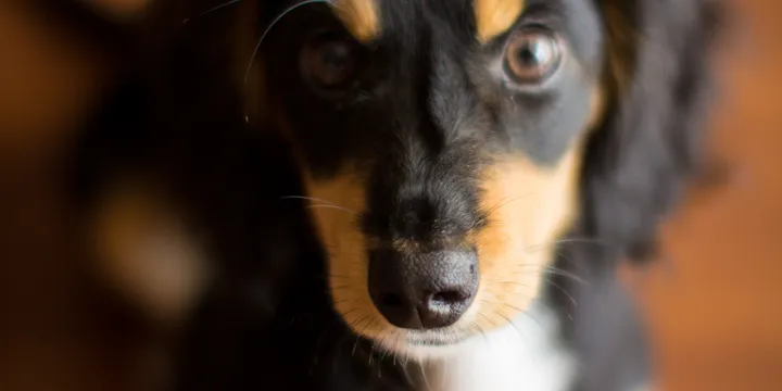 How to Stop Your Dog from Barking (From a Guy Whose Dachshund Has Zero Volume Control)