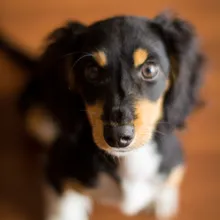 New Puppy Checklist: Everything You Actually Need (And the Stuff You Don't)