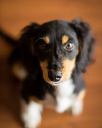Milo