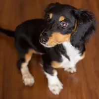 Dachshund Back Problems: How to Prevent IVDD (and What to Do If It Happens)
