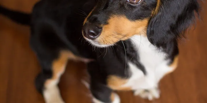 How to Potty Train a Puppy Fast (The Method That Worked on All 4 of My Dogs)