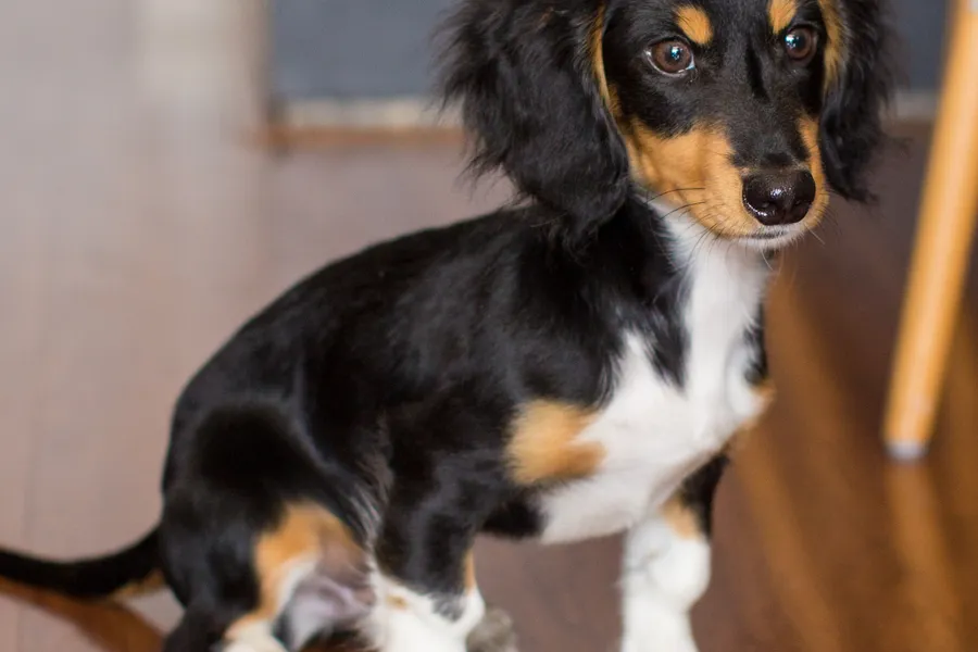 When Do Puppies Calm Down? The Honest Timeline (Breed by Breed)