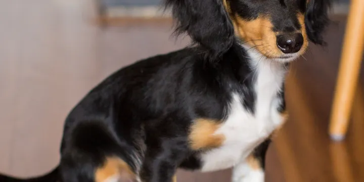 How to Introduce a Puppy to Older Dogs (Without the Chaos We Had)