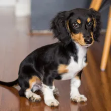 How to Introduce a Puppy to Older Dogs (Without the Chaos We Had)