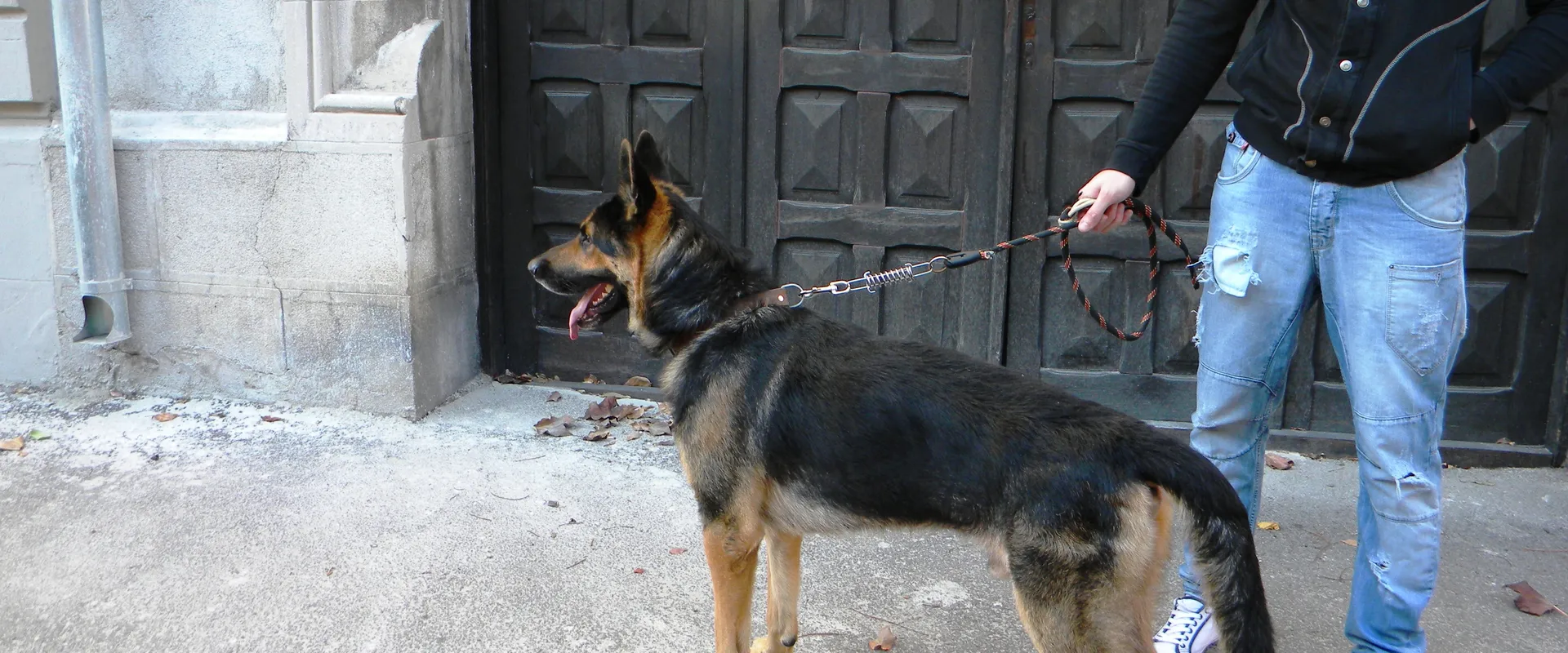 Rex the German Shepherd on a walk