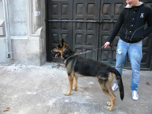 Big strong dog