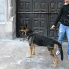 Rex on his evening walk