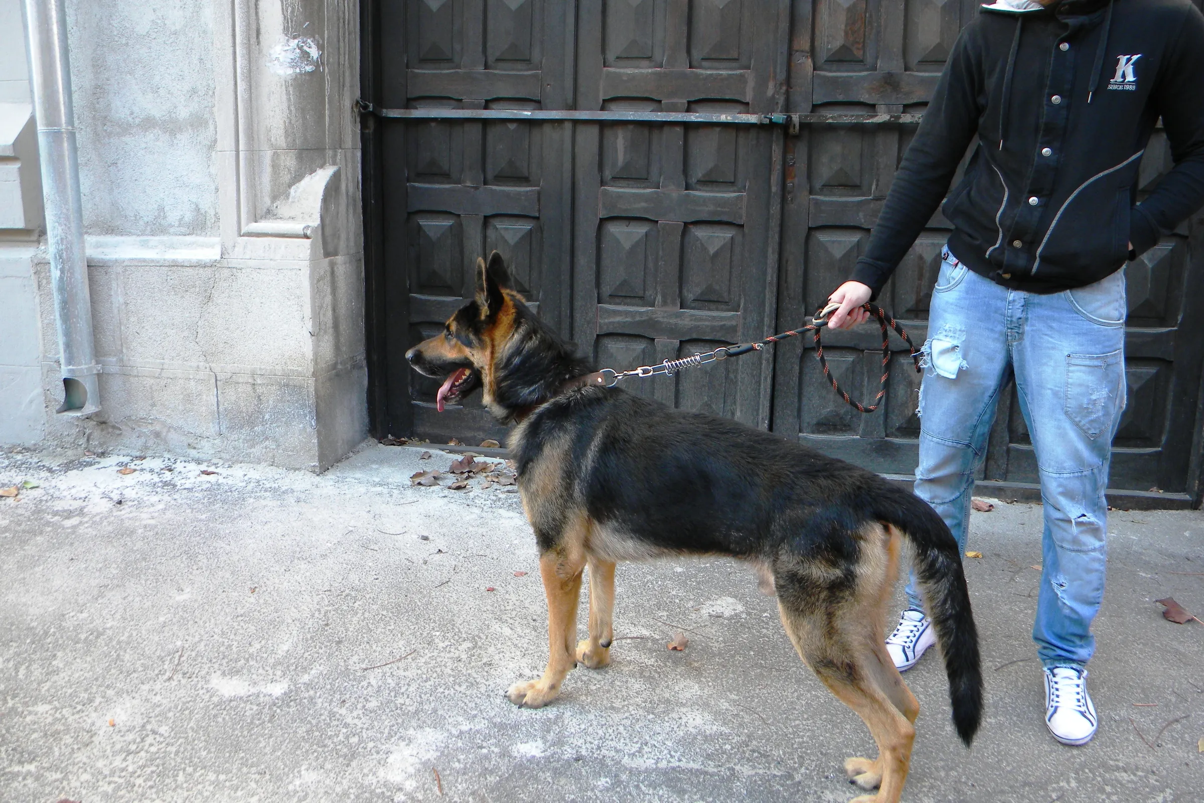 Rex the German Shepherd