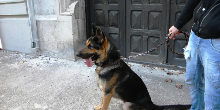 Why Is My German Shepherd Itching So Much? 7 Real Causes (Ranked by What I've Actually Seen With Rex)